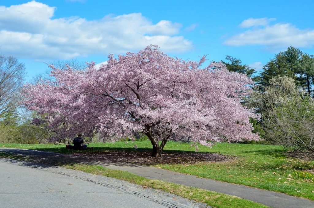blossoming tree