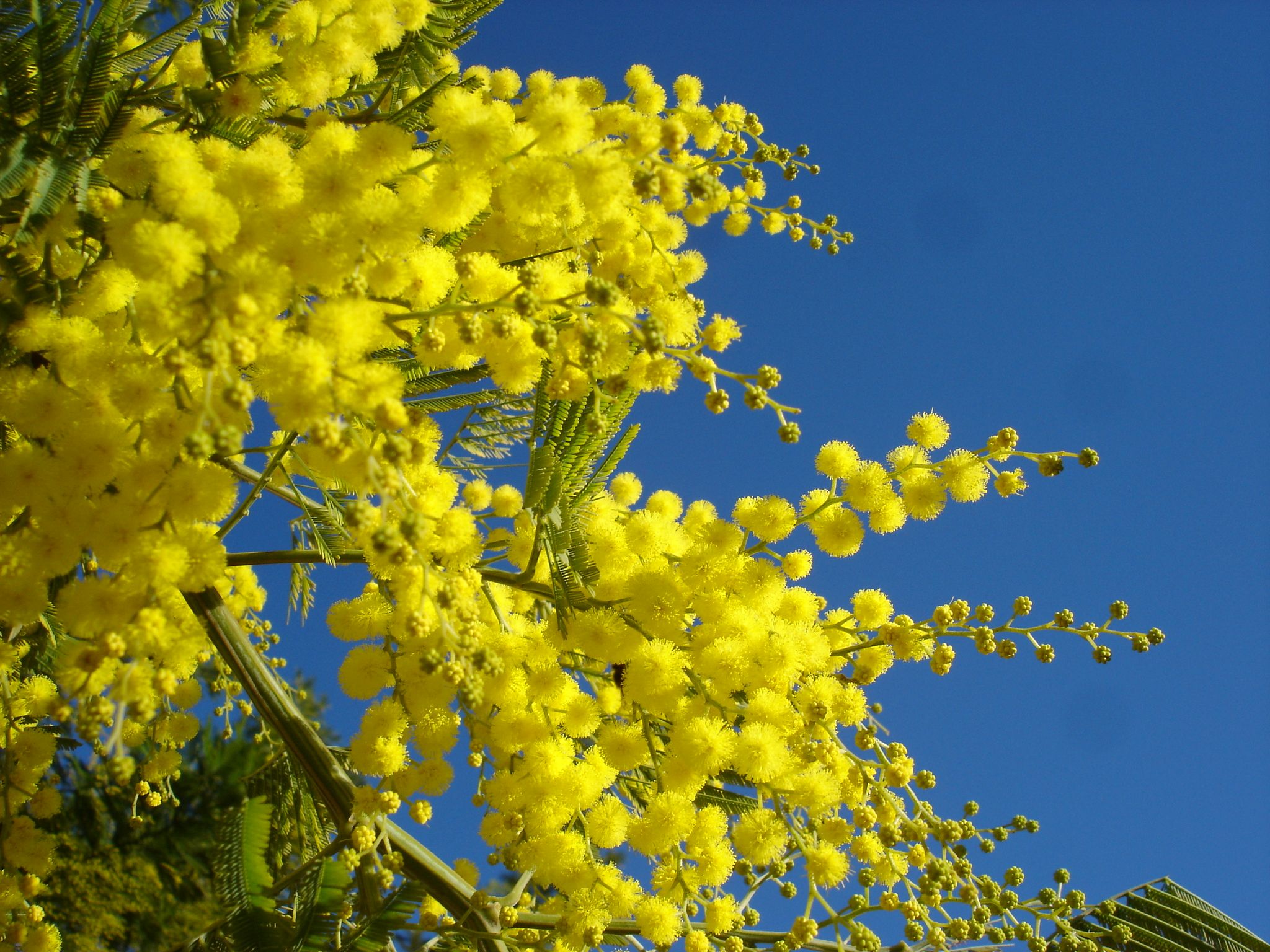 yellow flower blossoms below a blue sky
