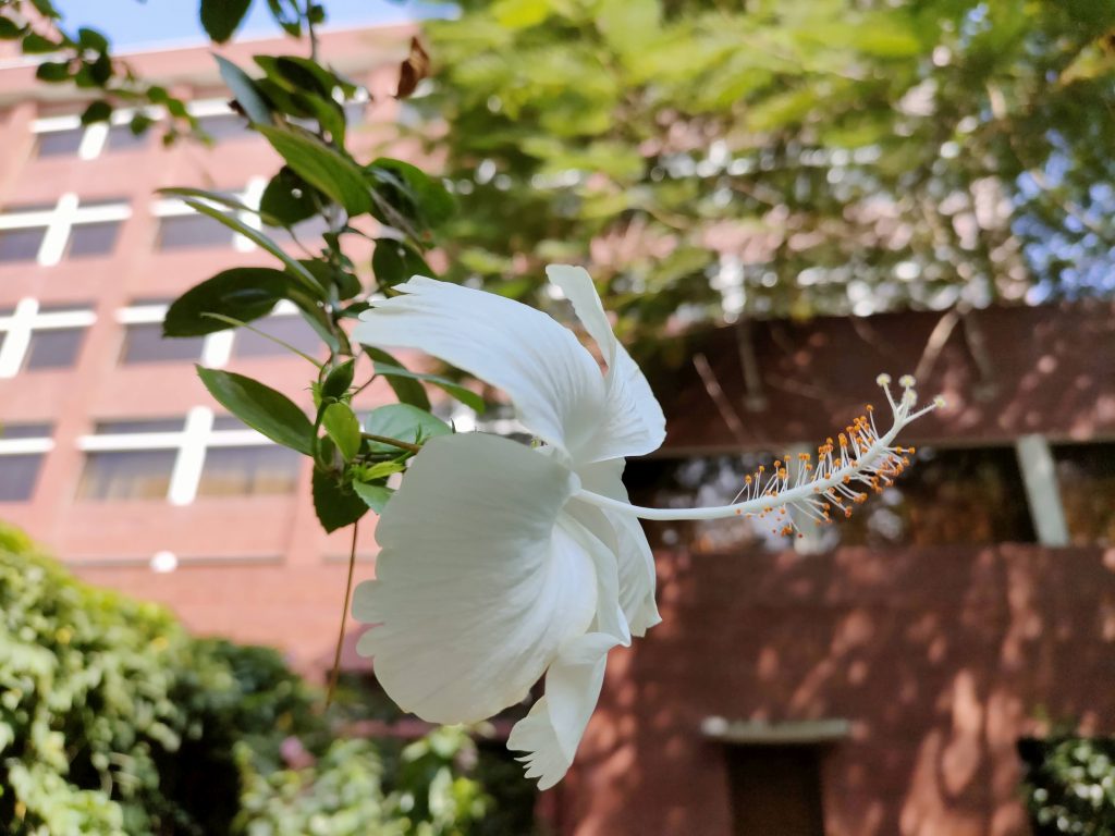 Single flower blossom in a city